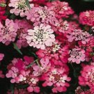 50+ Candytuft Red Candy Cane Flower Seeds / Iberis Umbellata / Annual