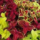 50+ Coleus Rainbow Mix Flower Seeds / Long Lasting Annual