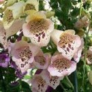 50+ Foxglove Excelsior Mix Flower Seeds / Digitalis