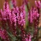 40+ Salvia Rose Queen Flower Seeds / Perennial