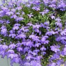 50+ Lobelia Regatta Lilac Flower Seeds / Annual
