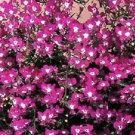 50+ Lobelia Regatta Rose Flower Seeds / Annual