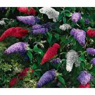 25+ Buddleia Butterfly Bush Mix Flower Seeds / Perennial