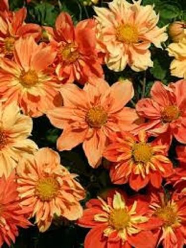 30+ Sunny Reggae Dahlia / Annual
