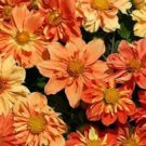 30+ Sunny Reggae Dahlia / Annual