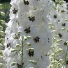 25+ White Magic Fountains w/Dark Bee Delphinium Flower Seeds / Perennial