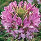 50+ Giant Pink Queen Cleome Flower Seeds / Re-Seeding Annual