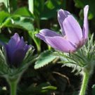 40+ Pulsatilla Heiler Strain Vulgaris Flower Seeds / Pasque / Perennial