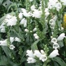 40+ White Obedient Plant Flower Seeds / False Dragonhead / Perennial