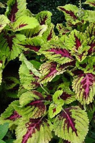 50+ Coleus Wizard Mosaic Flower Seeds / Annual