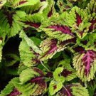 50+ Coleus Wizard Mosaic Flower Seeds / Annual