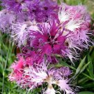 30+ Superbus Carnation Dianthus / Perennial Flower Seeds Mix