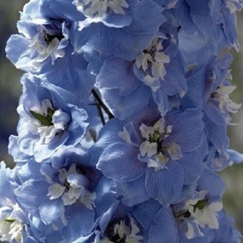 25+ Mid-Blue Magic Fountains w/ White Bee Delphinium Flower Seeds / Perennial