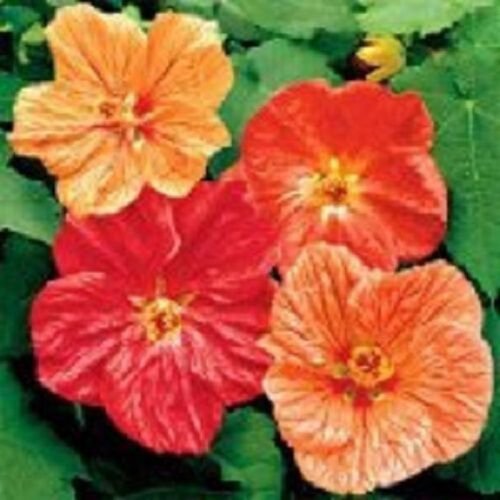 30+ Aubtilon Mix / Self-Seeding Annual Flower Seeds