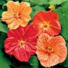 30+ Aubtilon Mix / Self-Seeding Annual Flower Seeds