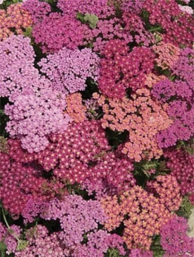 50+ Summer Berries Mix Achillea Yarrow / Deer Resistant / Perennial Flower Seeds