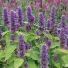 50+ Lavender Agastache Hyssop / Perennial Flower Seeds
