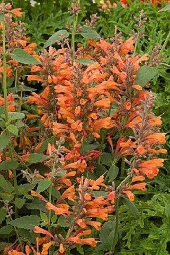 50+ Orange Agasthache Hyssop / Long Lasting Perennial Flower Seeds