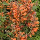 50+ Orange Agasthache Hyssop / Long Lasting Perennial Flower Seeds