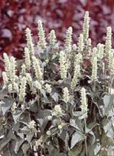 50+ White Agasthache Hyssop / Long Lasting Perennial Flower Seeds