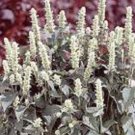 50+ White Agasthache Hyssop / Long Lasting Perennial Flower Seeds