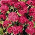 50+ Red Flint Ageratum / Annual Flower Seeds