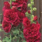 30+ Red Double Hollyhock Alcea Rosea / Perennial Flower Seeds