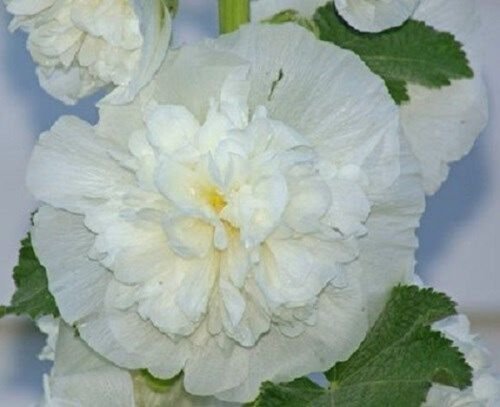 30+ White Double Hollyhock Alcea Rosea / Perennial Flower Seeds