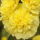 30+ Double Golden Yellow Alcea Rosea Hollyhock / Perennial Flower Seeds