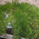 30+ Asparagus Fern / Perennial Flower Seeds