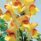 30+ Lipstick Gold Antirrhinum Snapdragon / Long-Lasting Annual Flower Seeds