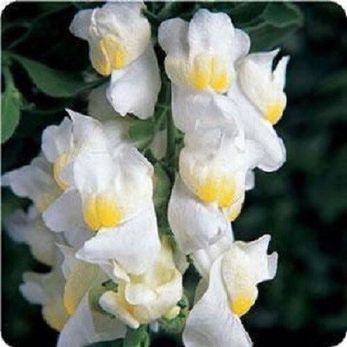 30+ Lemon Sherbert Antirrhinum Snapdragon / Long-Lasting Annual Flower Seeds