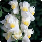 30+ Lemon Sherbert Antirrhinum Snapdragon / Long-Lasting Annual Flower Seeds