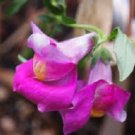 50+ Lucky Lips Snapdragon Antirrhinum / Long-Lasting Annual Flower Seeds