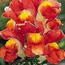 30+ Antirrhinum Montego Orange Bi-Color Dwaf Snapdragon / Fragrant Flower Seeds