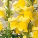 30+ Antirrhinum Sonnet Yellow Snapdragon / Long Lasting Annual Flower Seeds