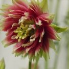 25+ Nora Barlow Aquilegia Flower Seeds / Perennial