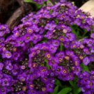 60+ Violet Queen Fragrant Alyssum / Re-Seeding Flower Seeds