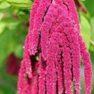 50+ Coral Fountain Amaranthus / Annual Flower Seeds