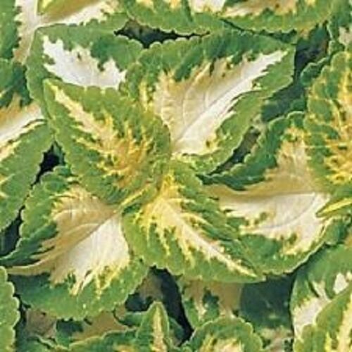 50+ Coleus Wizard Jade Flower Seeds / Annual