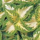 50+ Coleus Wizard Jade Flower Seeds / Annual