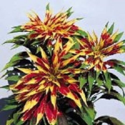 50+ Tri-Color Amaranthus Splendens Perfecta / Annual Flower Seeds