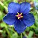 60+ Blue Pimpernel Anagallis / Perennial Flower Seeds