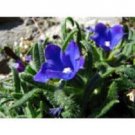 30+ Blue Angel Anchusa / Perennial Flower Seeds