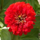 30+ Zinnia Red Cherry Queen Flower Seeds