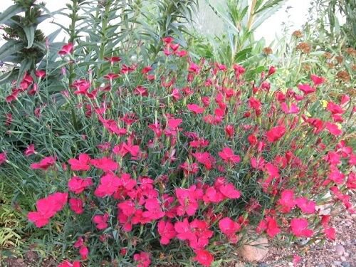 40+ Zing Rose Dianthus Flower Seeds / Perennial