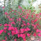 40+ Zing Rose Dianthus Flower Seeds / Perennial