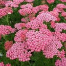 50+ Pink Achillea Flower Seeds / Yarrow / Perennial / Deer Resistant