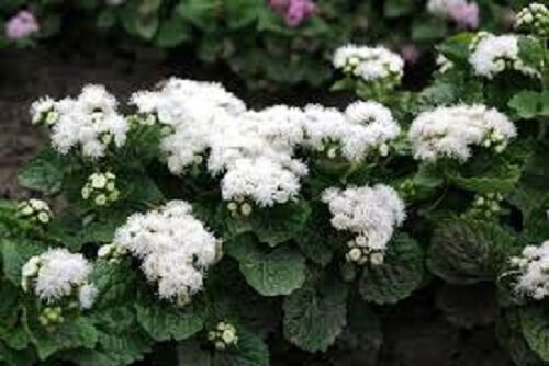 50+ White Clouds Ageratum Flower Seeds / Annual