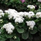 50+ White Clouds Ageratum Flower Seeds / Annual